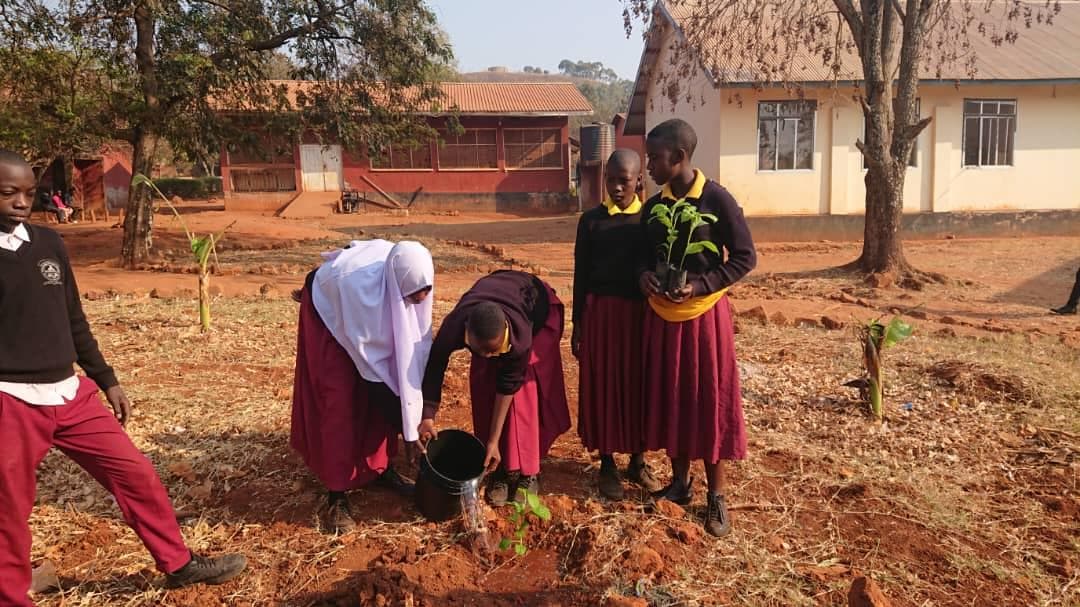 Students caring for a young tree in the school grounds.