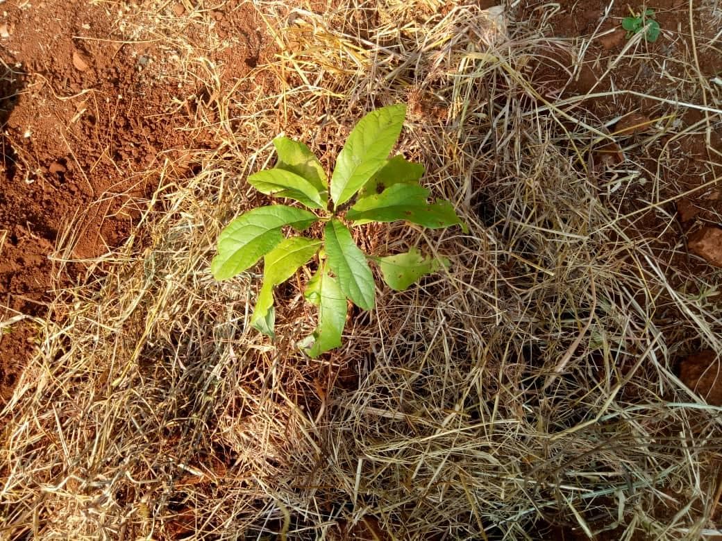 A newly planted sapling growing in the school grounds.